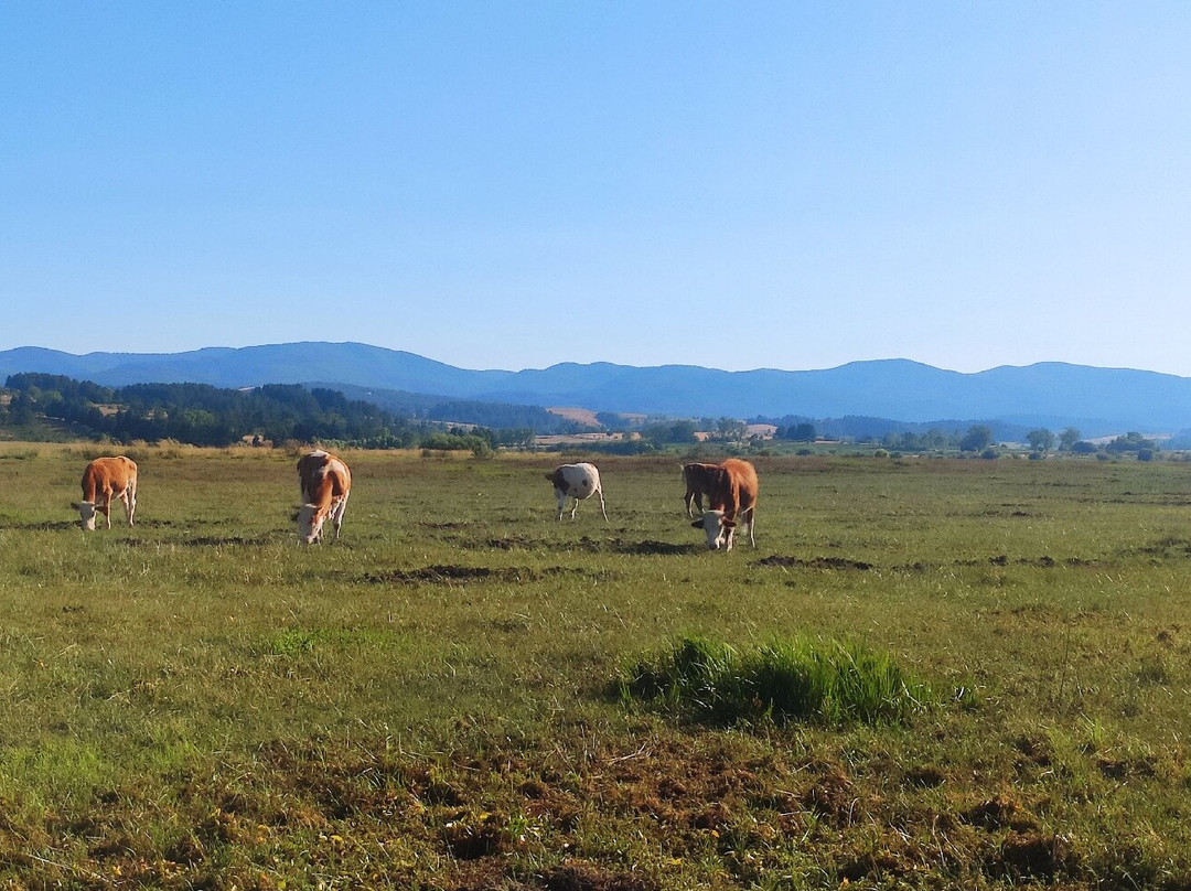 Lago Cecita-Spezzano della Sila必去景点