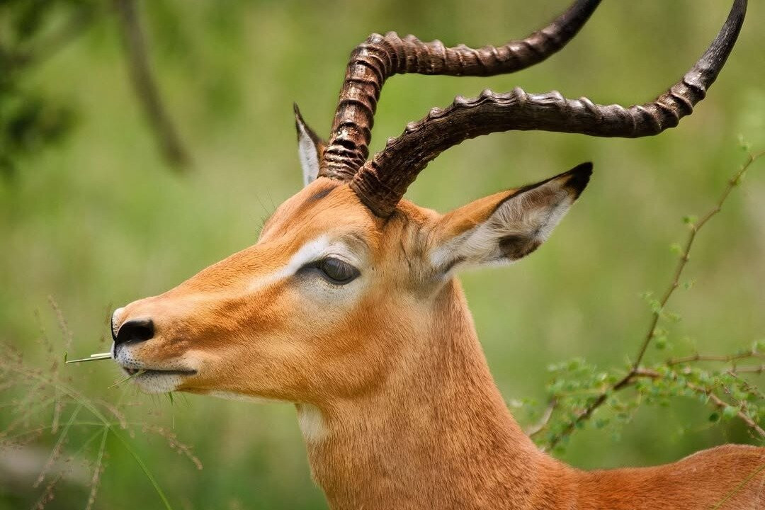 Kilimanjaro International Airport