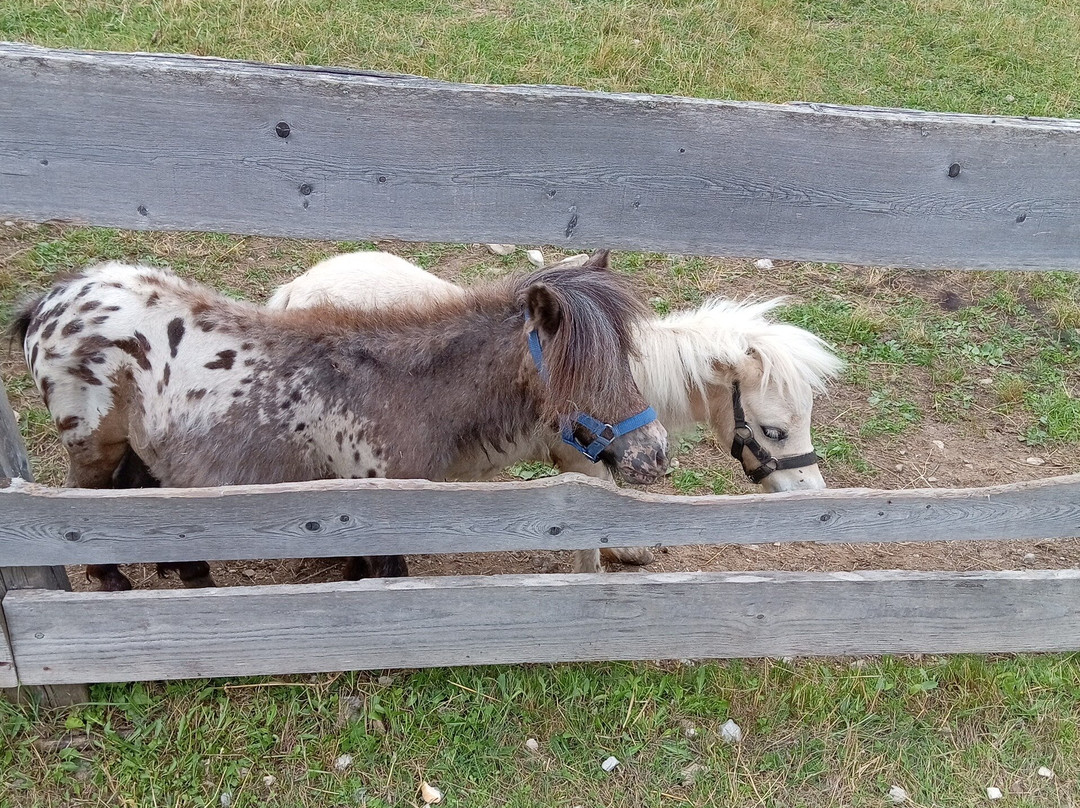 Malga Val Dei Brenzi-Fai della Paganella必去景点