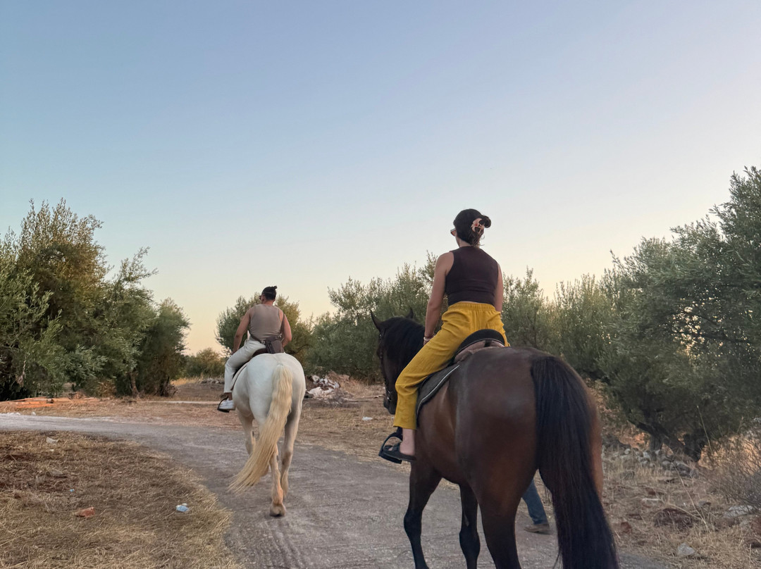 Mani Horses-East Mani必去景点