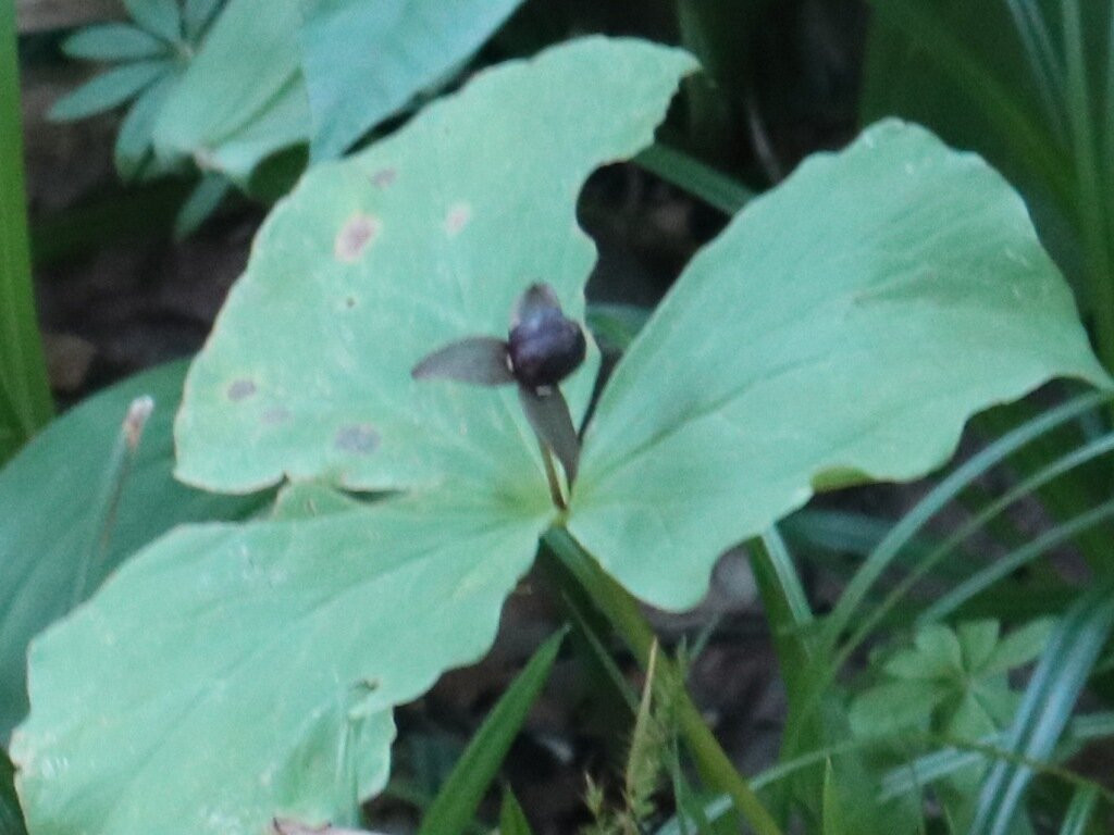 Himenuma-利尻富士町必去景点