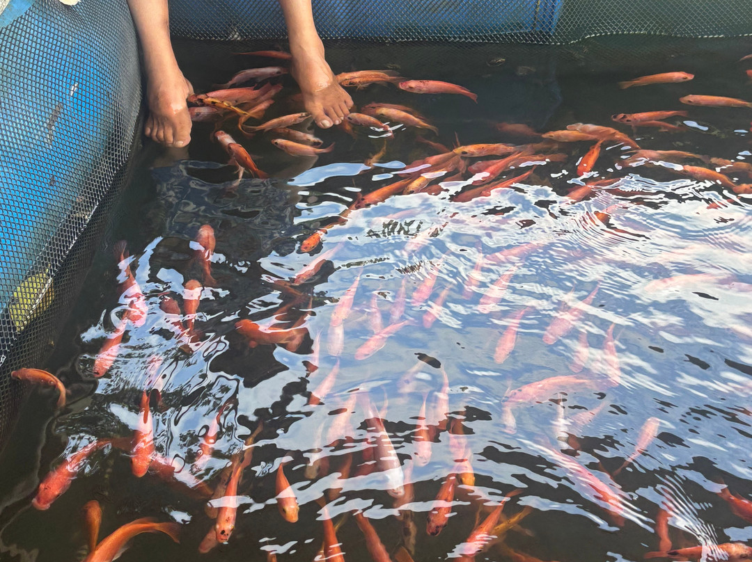 Koggala Lake Boat Safari-哈巴拉杜瓦必去景点