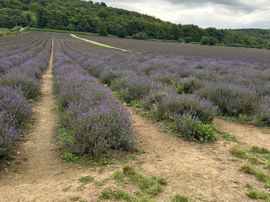 Castle Farm Shop-Shoreham必去景点