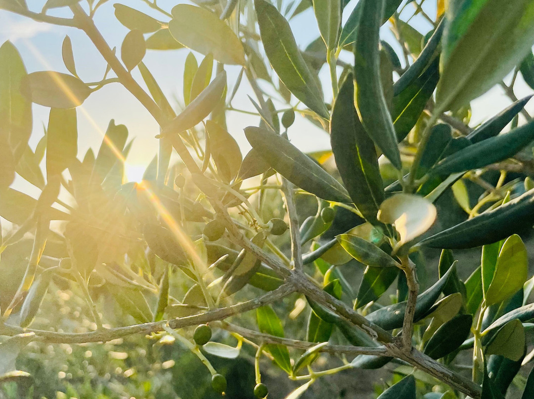 Jacob's Olive-Sveti Filip i Jakov必去景点