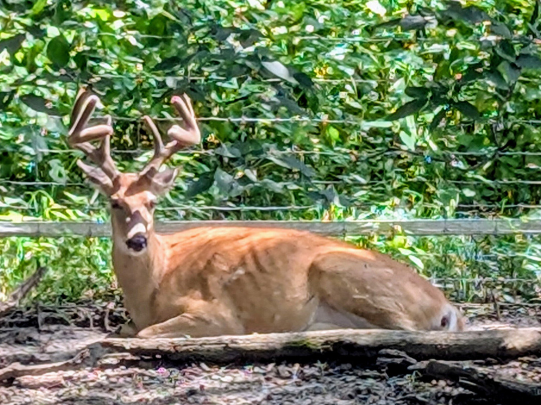 Lee G. Simmons Wildlife Safari Park-Ashland必去景点