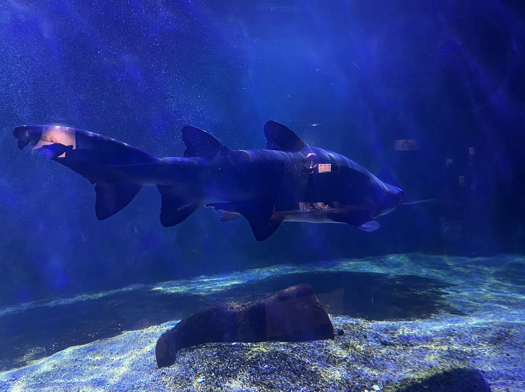 Tropicarium Park-Lido di Jesolo必去景点