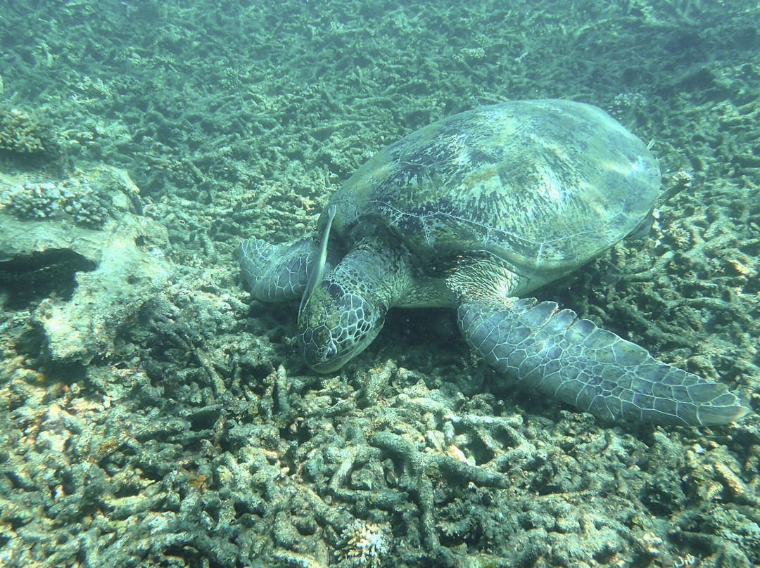 猴子鲜花别墅酒店主图