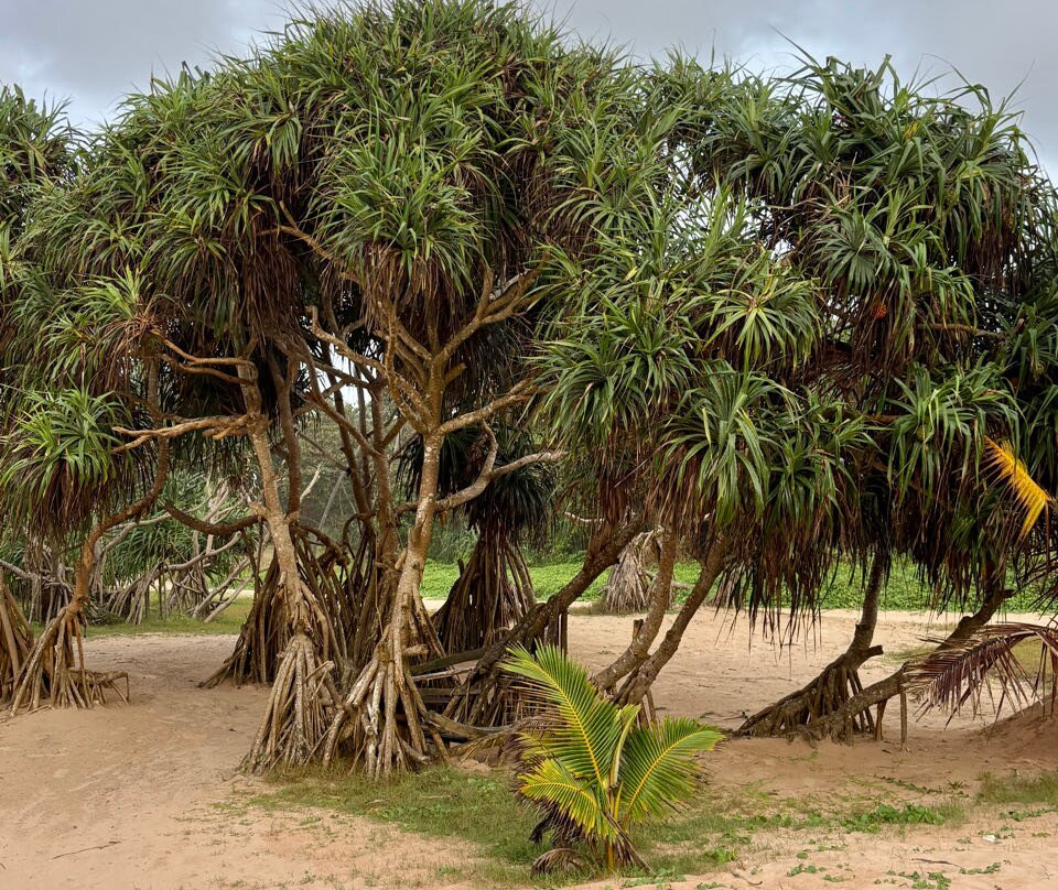 Nyne Hotels The Muse - Bentota主图