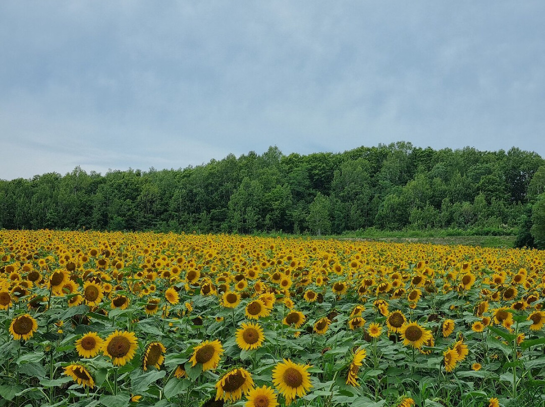 Hokuryu Sunflower Village-北龙町必去景点