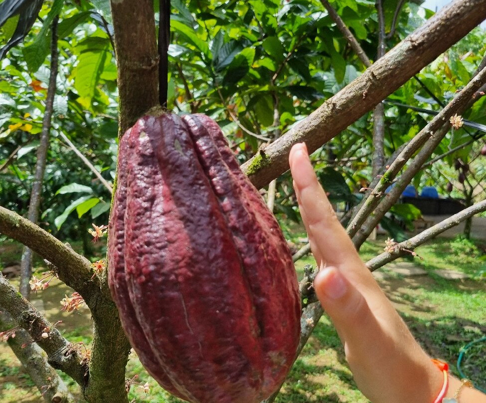 Cau Factory & Farm-达巴南必去景点