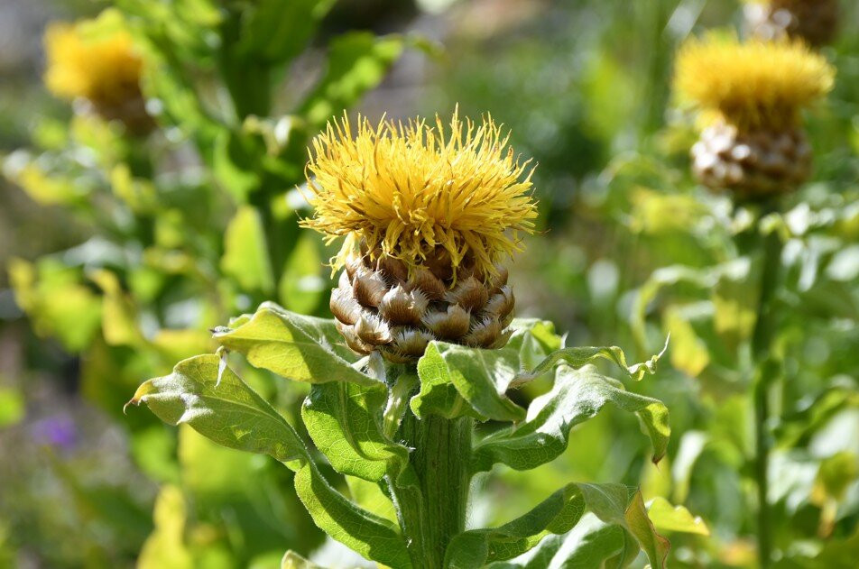 Jardin Botanique Alpin du Lautaret-Villar-d'Arene必去景点
