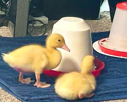 Melbourne Animal Farm-Melbourne必去景点