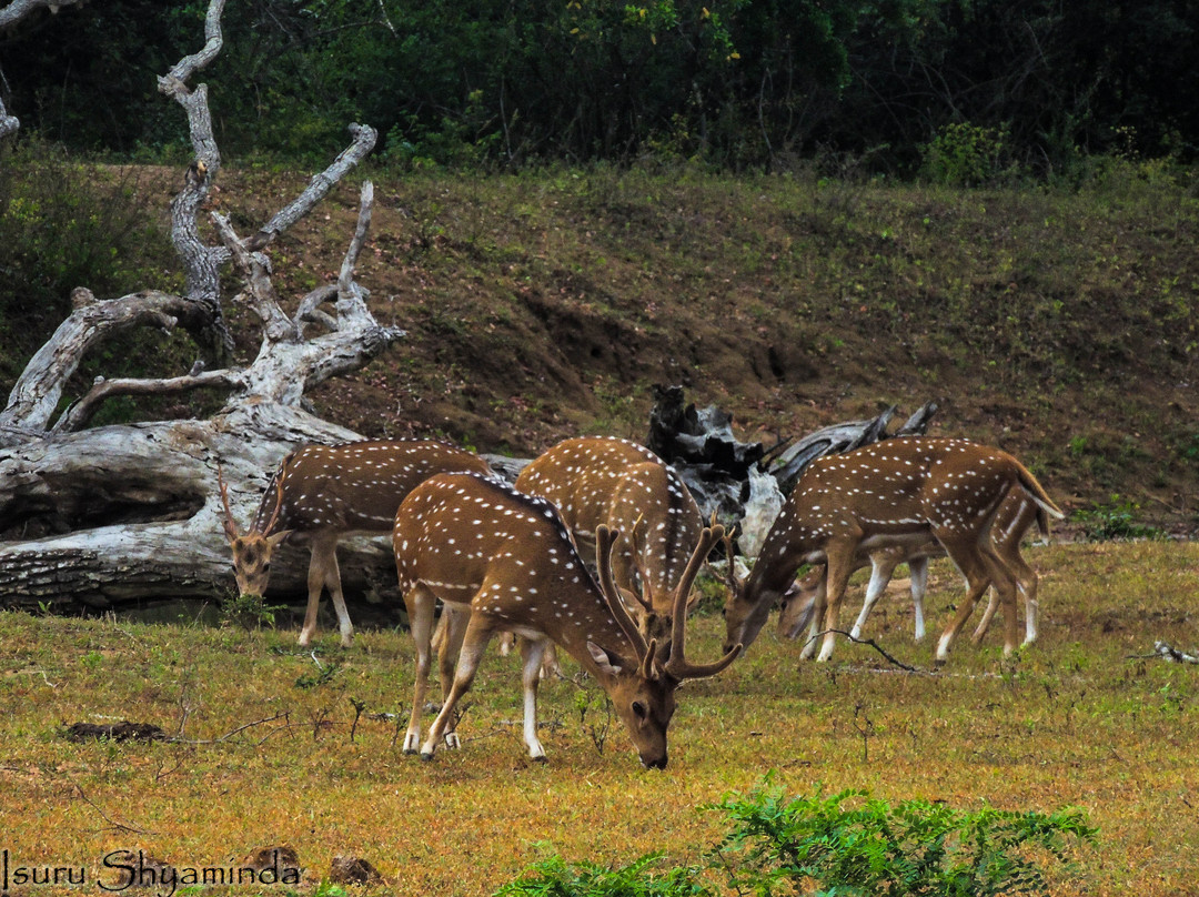 Nimsara Yala Safari-蒂瑟默哈拉默必去景点