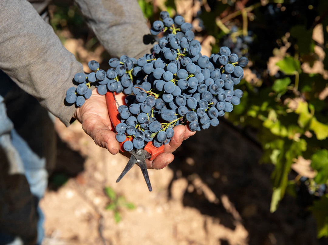 Domaine de la Coquillade-Goult必去景点