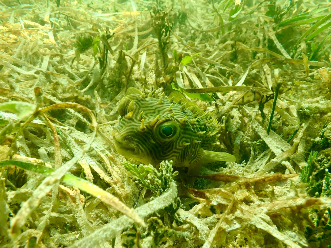 Suncoast Scalloping-克里斯特尔里弗必去景点