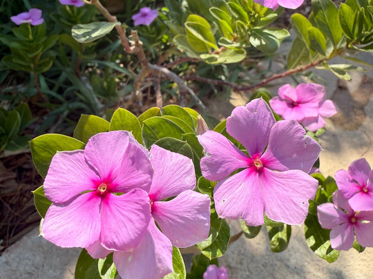 Evnomia Massage & Acupuncture-Mili必去景点