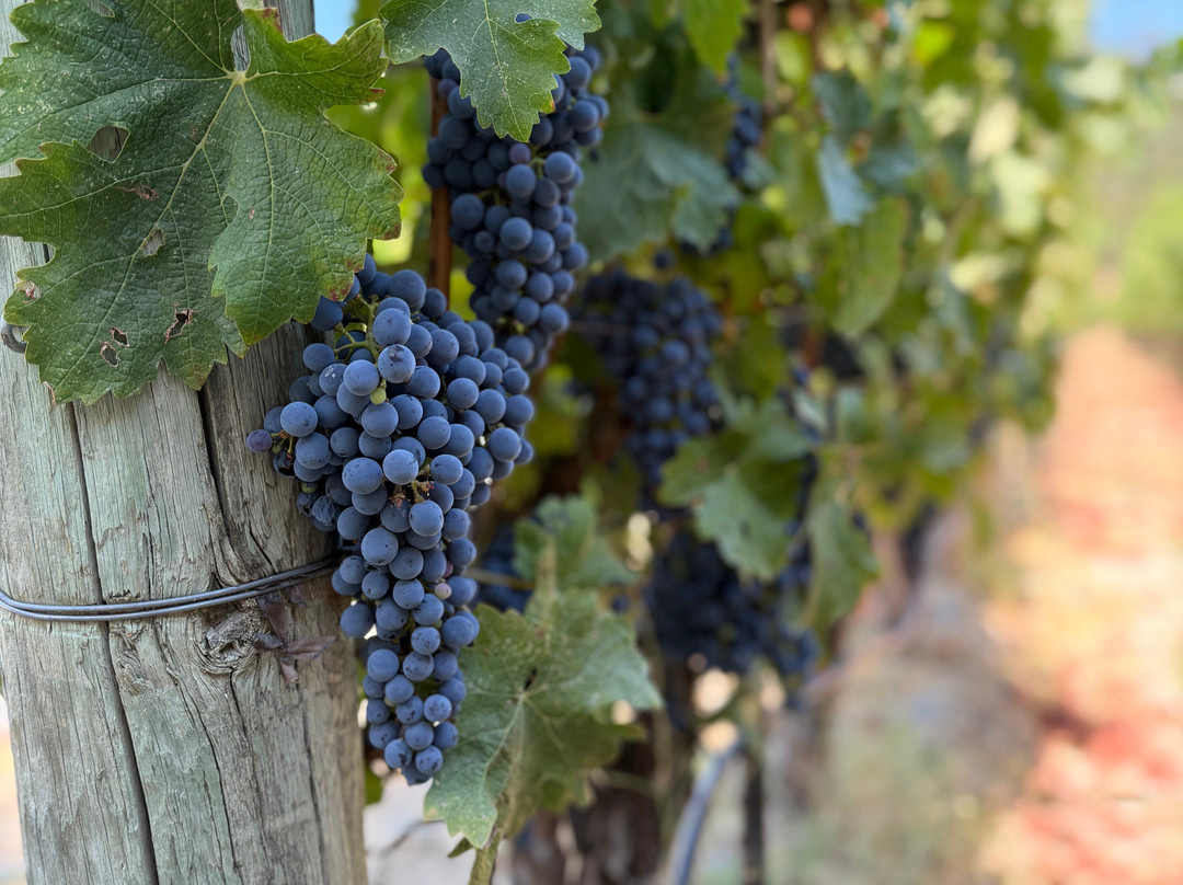 Quintessa Winery-圣海伦娜必去景点
