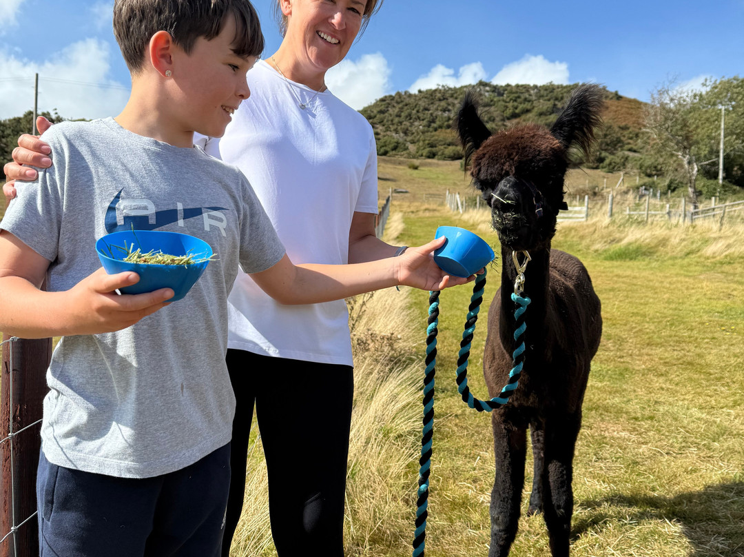 Antur Alpaca At Geufron Farm-Tywyn必去景点