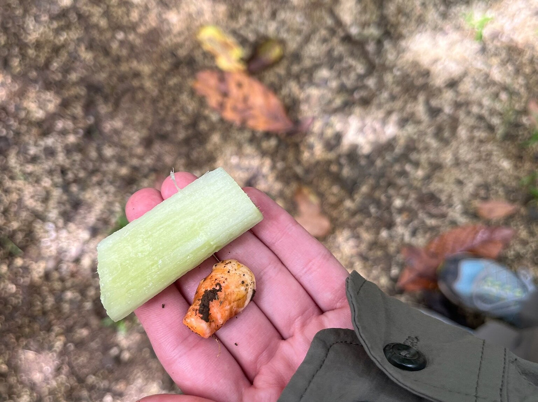 Tree Chocolate Tour-Upala必去景点