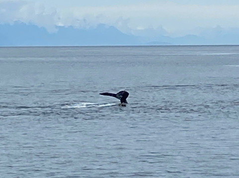 Whale Watching and Wildlife Quest-朱诺必去景点