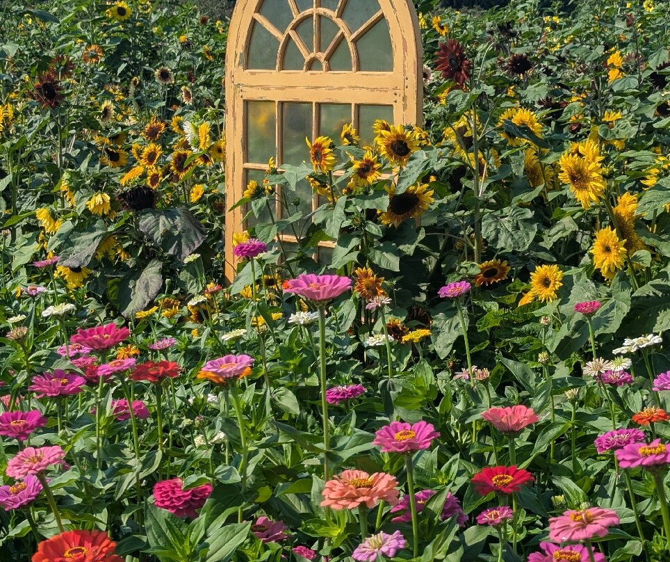 Bob's Corn and Pumpkin Farm-Snohomish必去景点