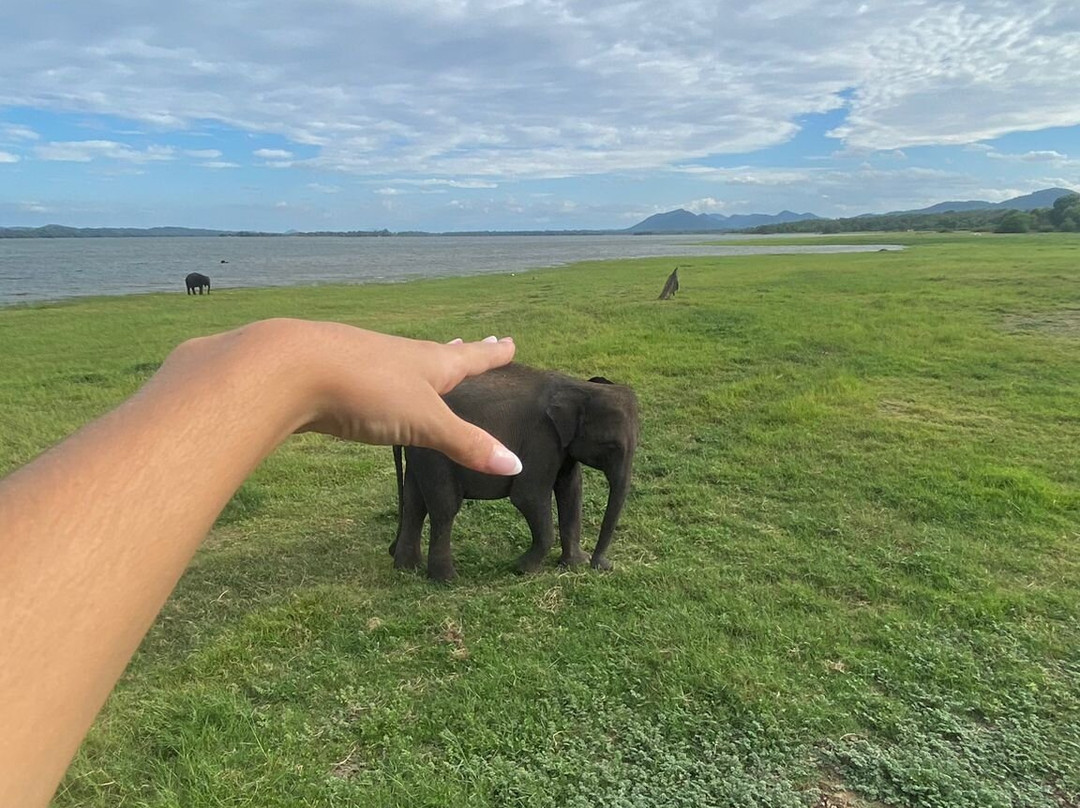 Lankan Wild Life Safari-哈巴拉娜必去景点