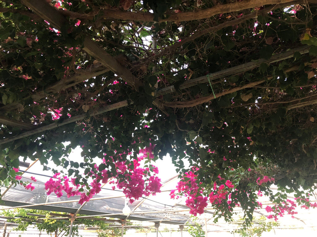 Gli Aromi Sicily-希克利必去景点