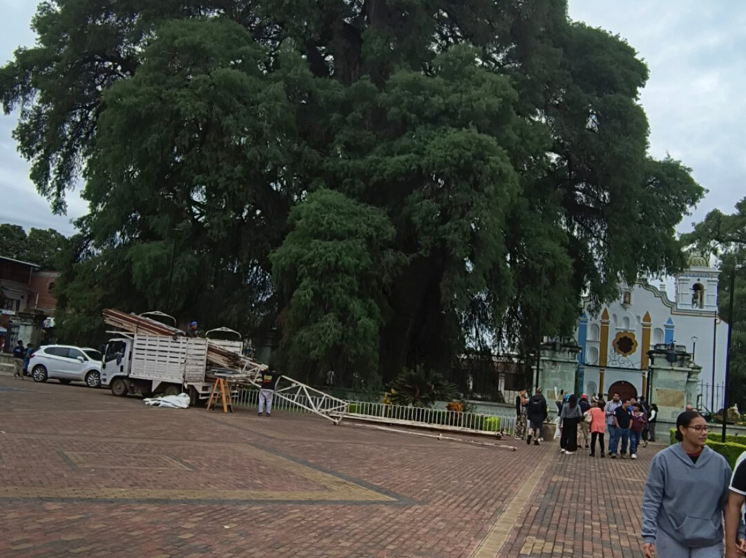 Tule Tree-Santa Maria del Tule必去景点