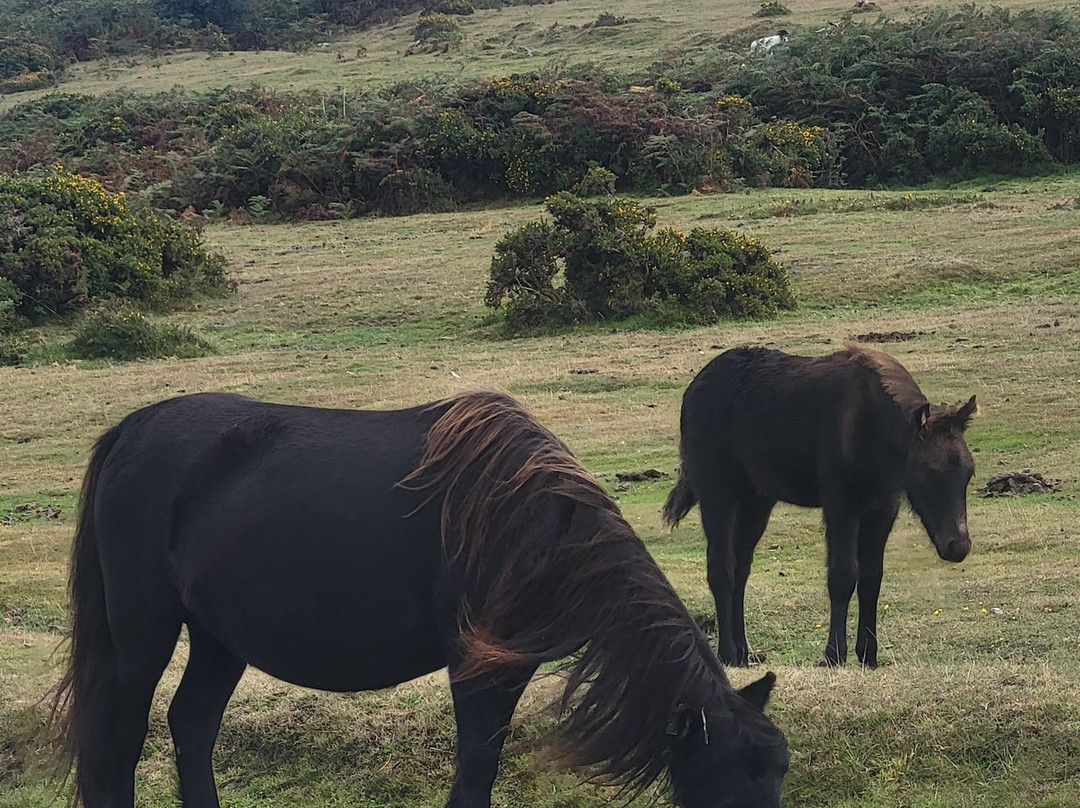 National Park Visitor Centre - Haytor-达特穆尔国家公园必去景点