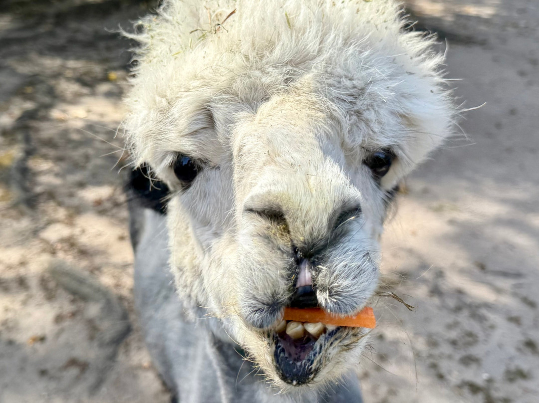 Jersey Shore Alpacas-开普梅必去景点