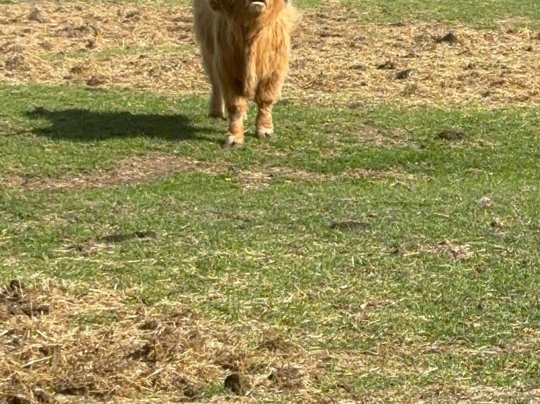 Highland Cow Cottage-Royston必去景点