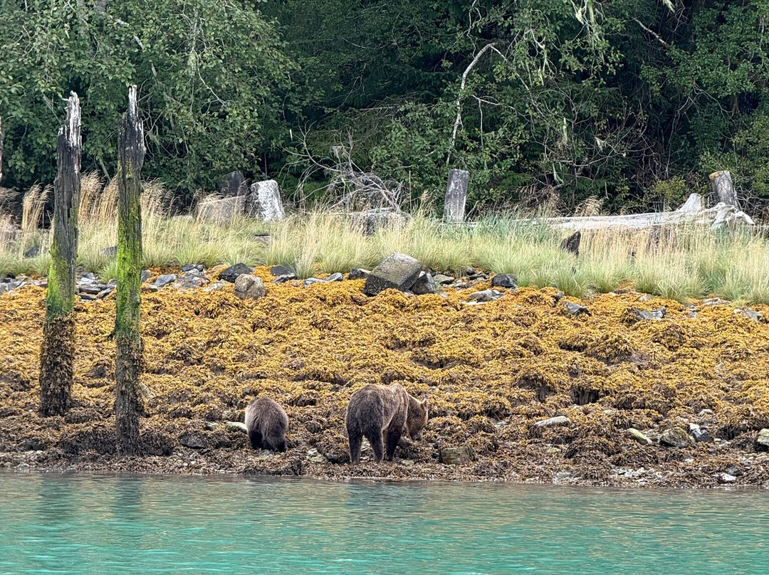 Sea Wolf Adventures-Port McNeill必去景点