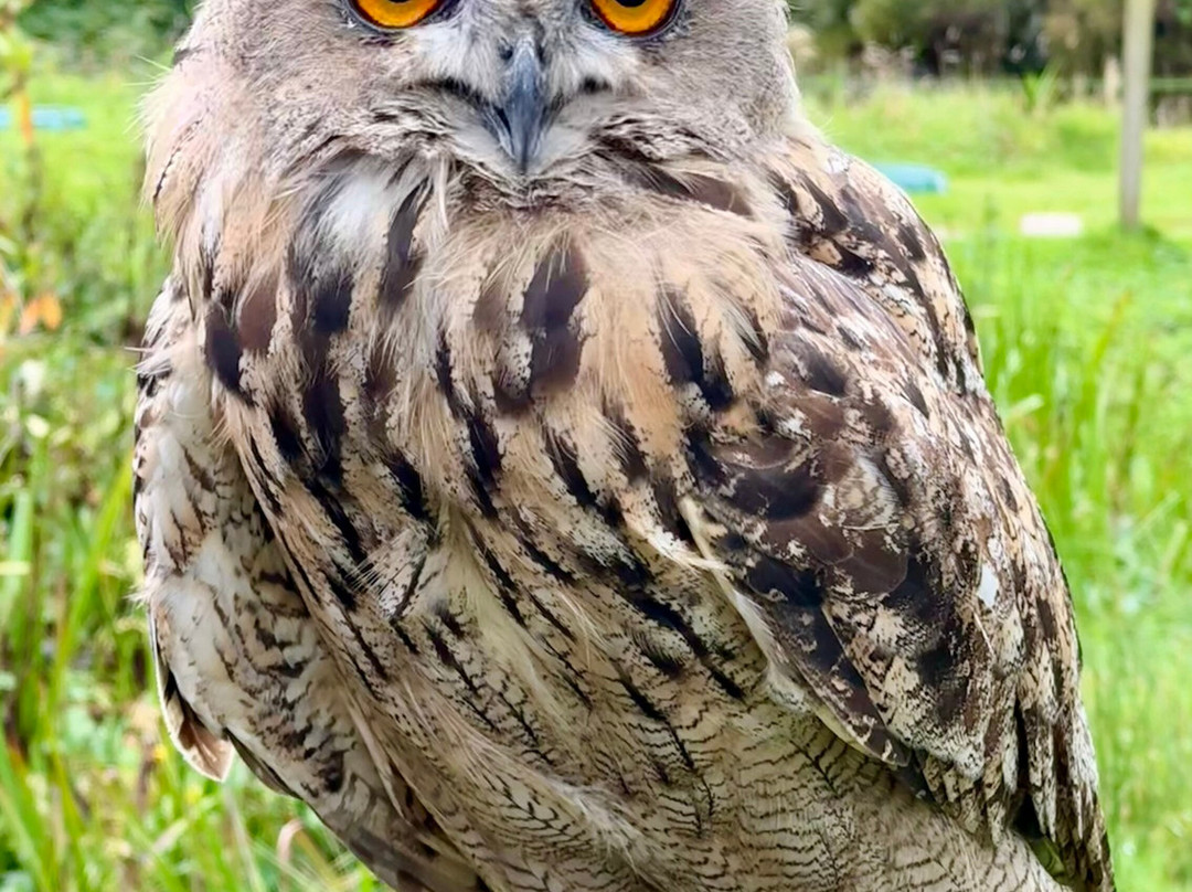 Kintail Birds of Prey Argyll-Dalmally必去景点