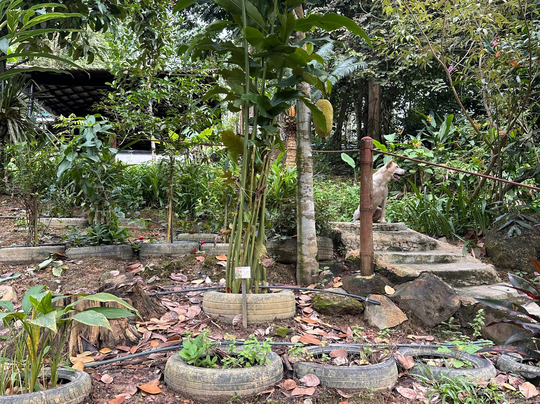 Langkawi Cooking School at Buluh & Tebing Organic Farm-Ayer Hangat必去景点
