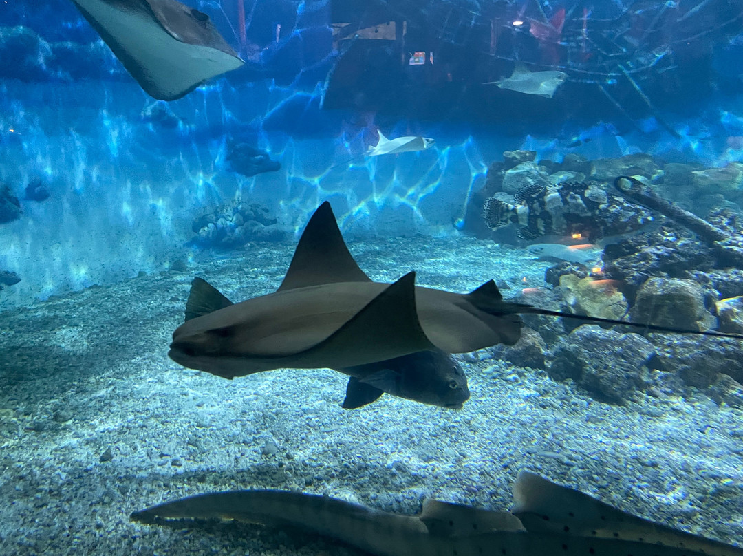 Jenkinson's Aquarium-波因特普莱森海滩必去景点