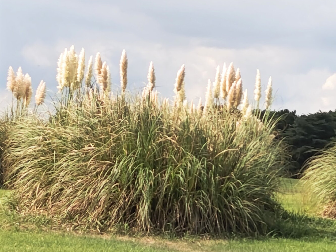 国营常陆海滨公园-常陆那珂市必去景点