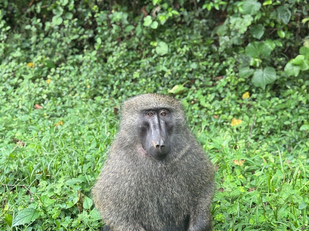 Uzuri Uganda Safaris-坎帕拉必去景点