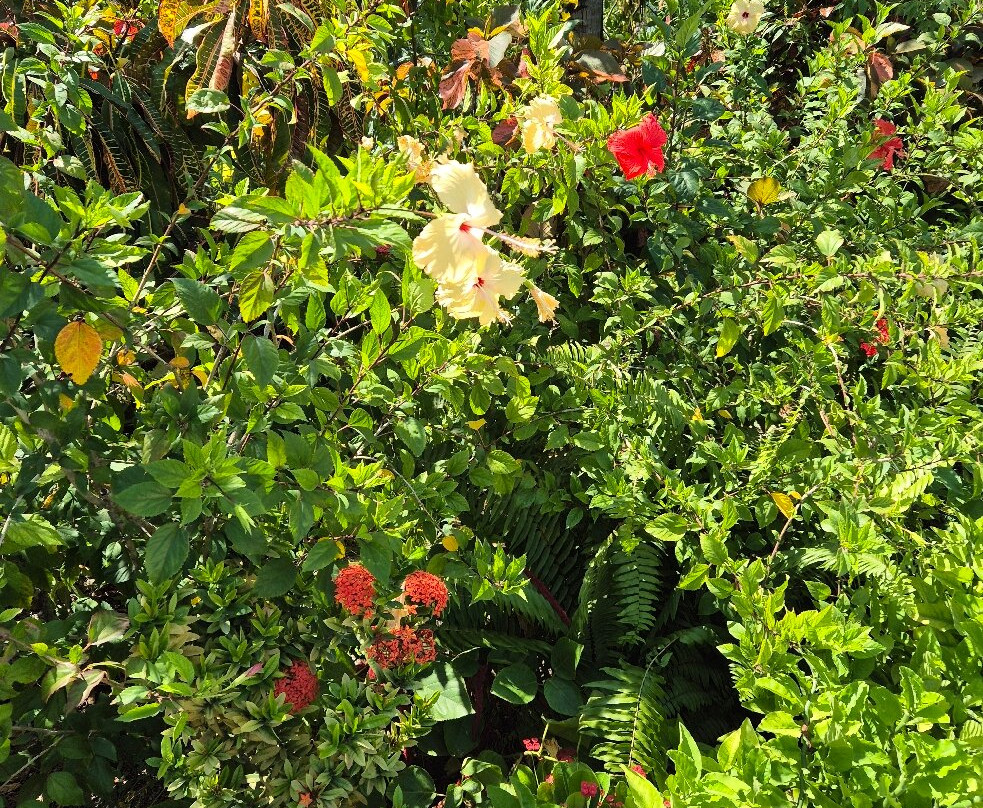 SAii Beach Club-Eh’mafushi必去景点