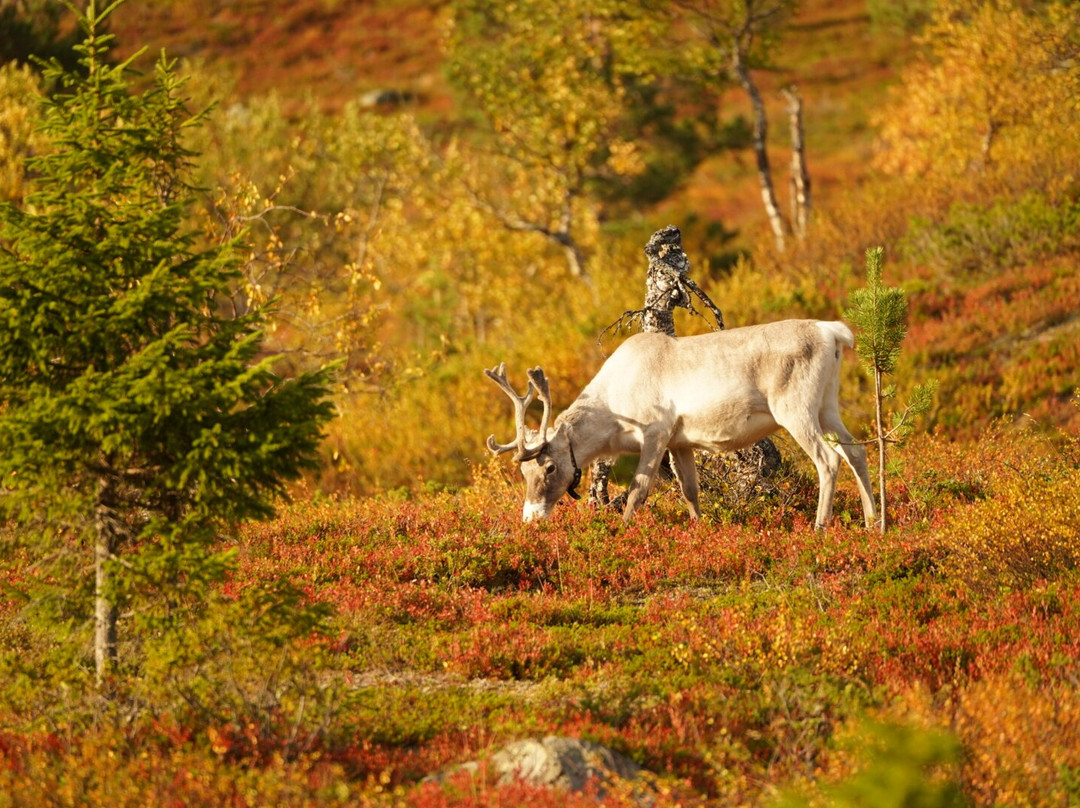 Salamapaja-奥卢必去景点