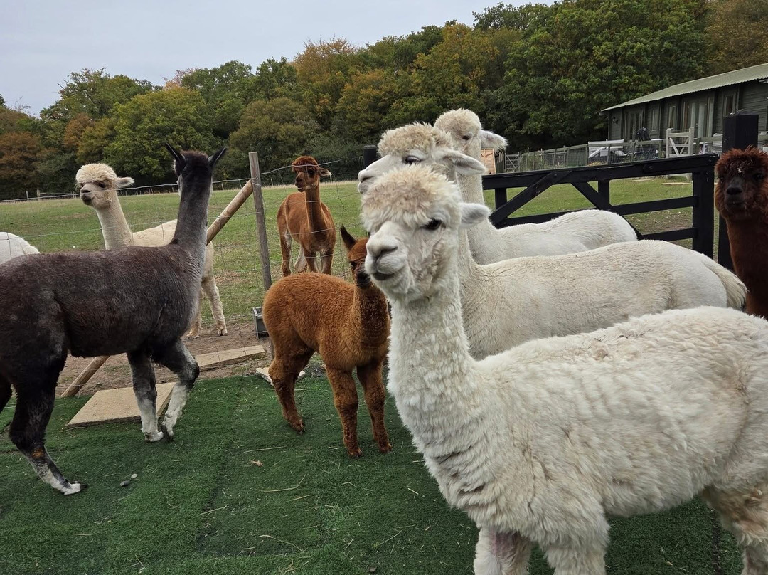 Baddow Hill Alpacas-切姆斯福德必去景点
