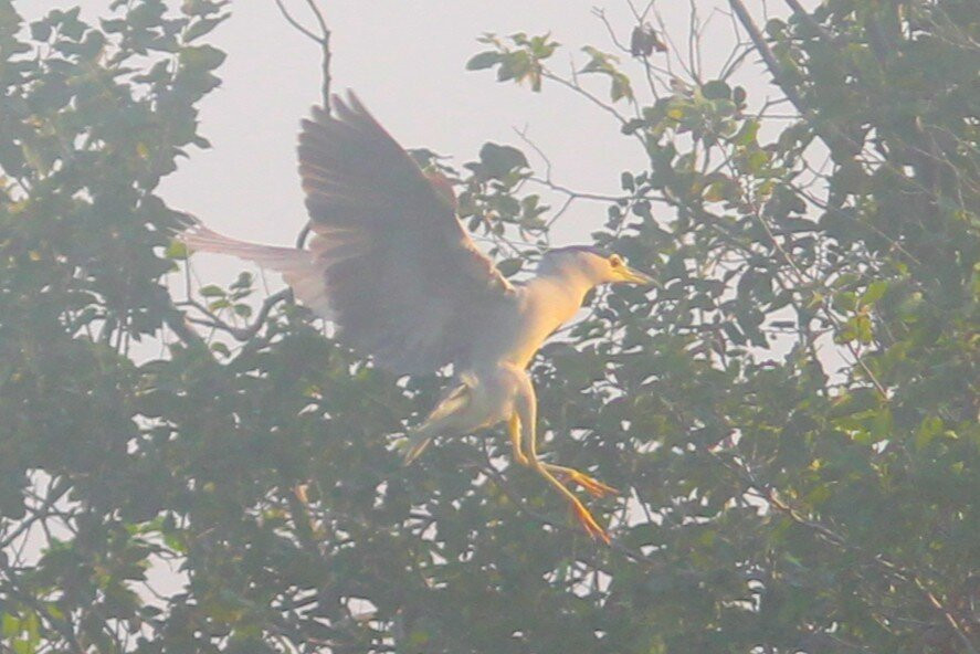Adil Boat Tours-达利安必去景点