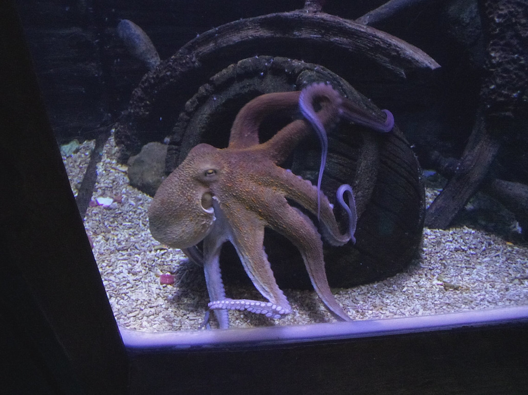 Weymouth SEA LIFE Adventure Park-韦茅斯必去景点
