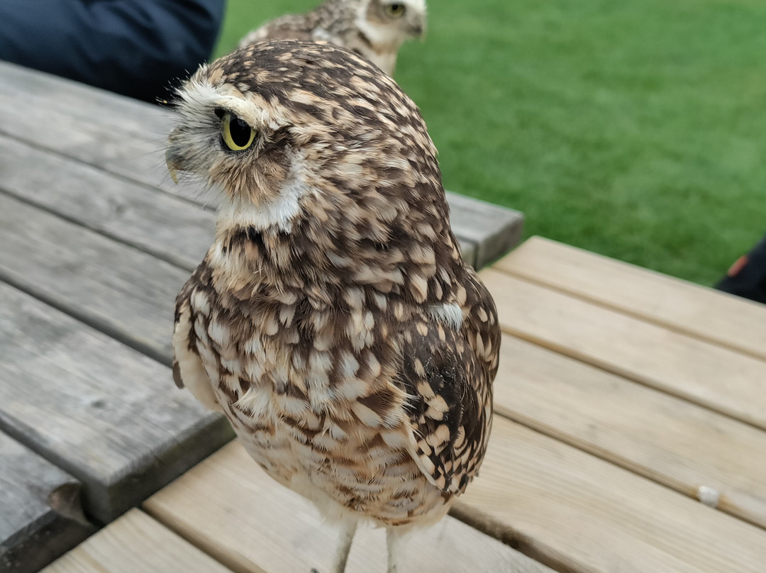 Bird on the Hand Falconry Experiences-Church Langton必去景点
