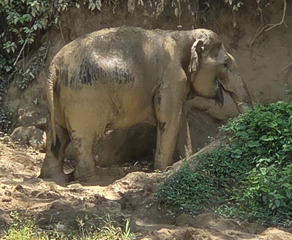 Hidden Forest Elephant Reserve-查龙必去景点