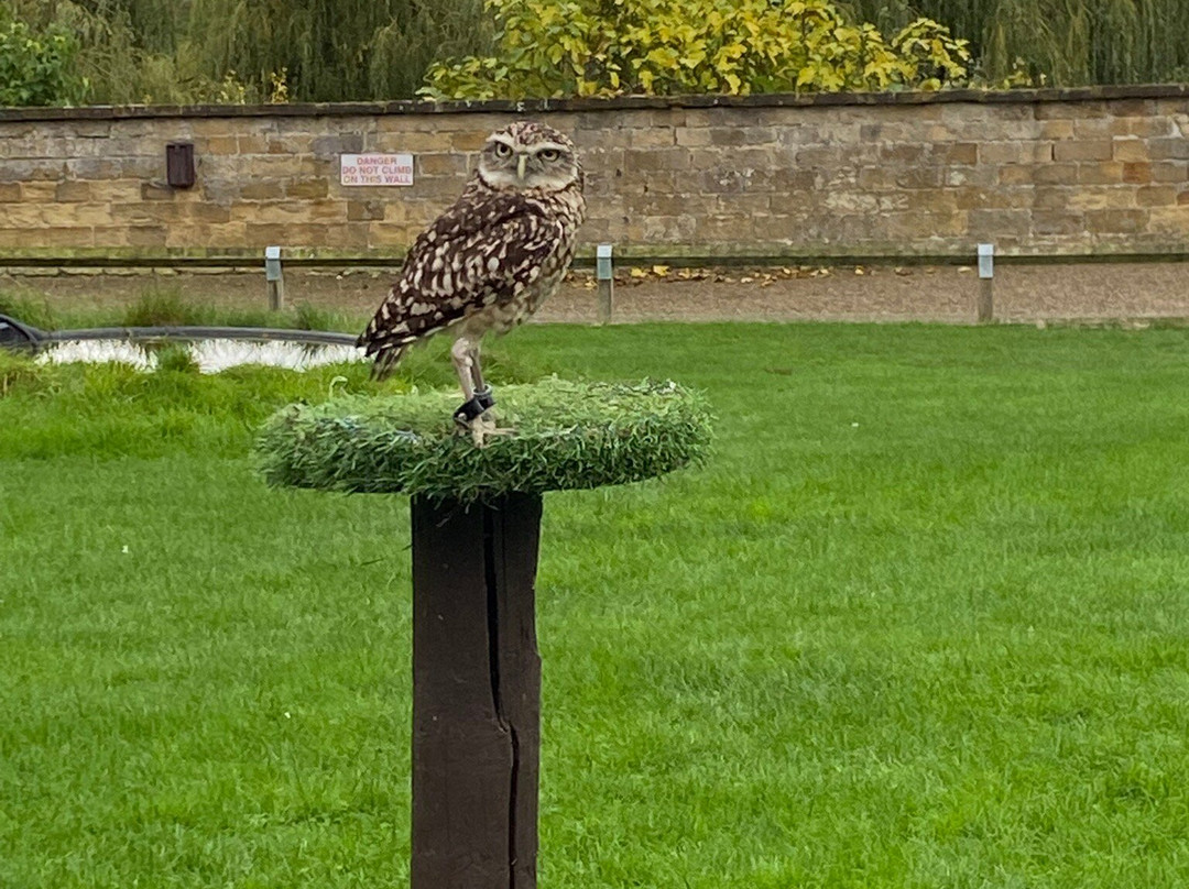 Thirsk Birds Of Prey Centre-瑟斯克必去景点