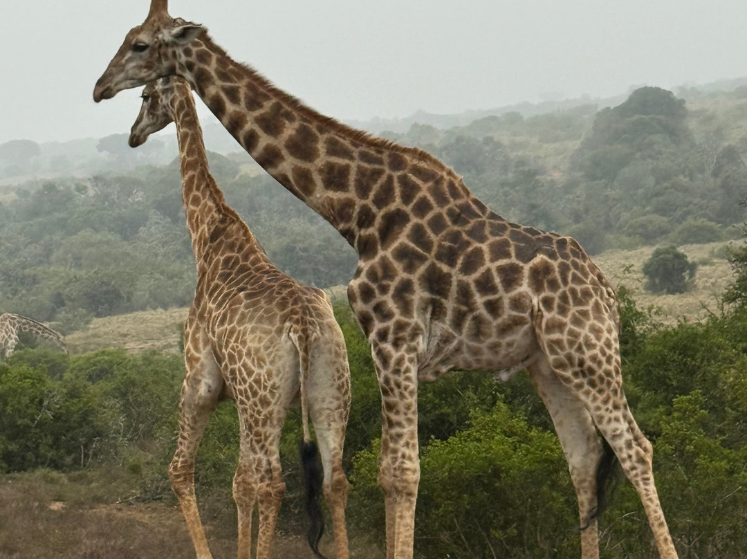Schotia Tooth and Claw Safari-Addo Elephant National Park必去景点
