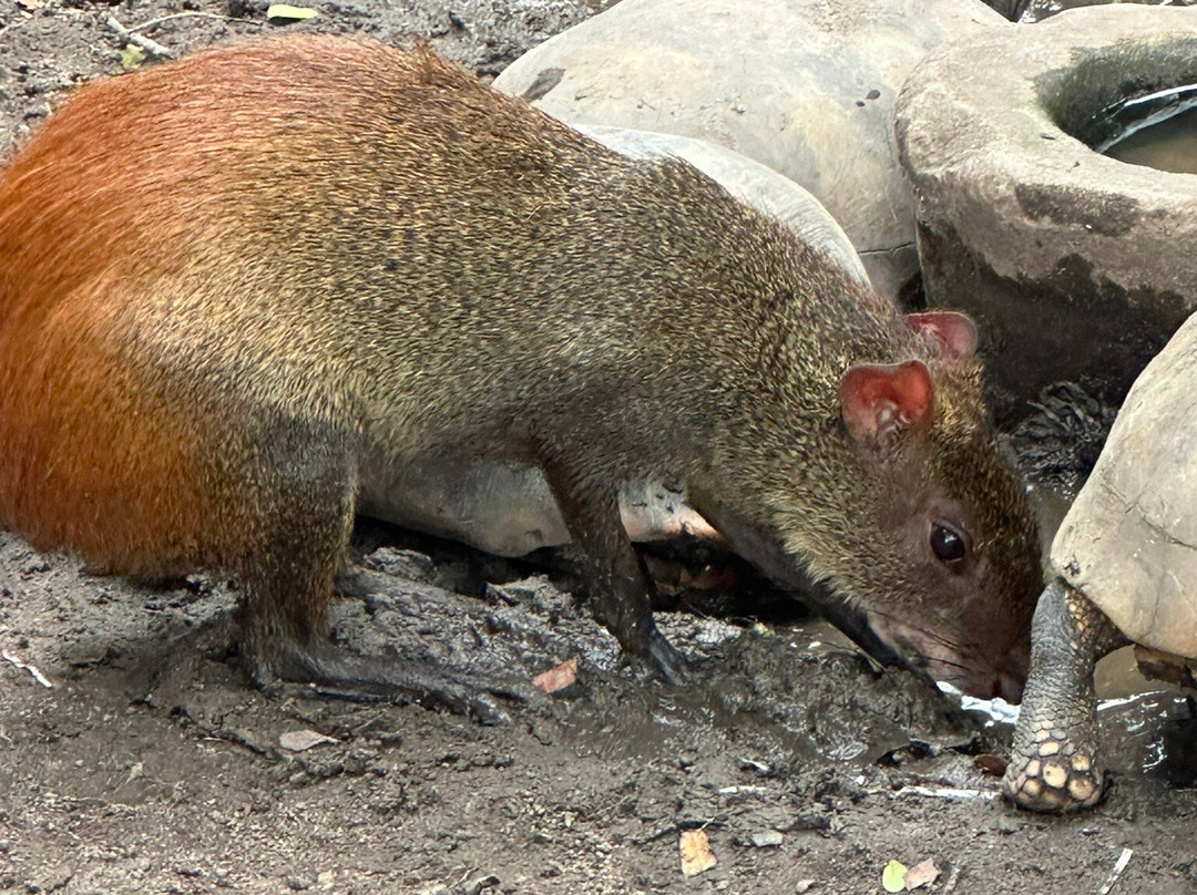 Guyana Zoological Park-乔治城必去景点