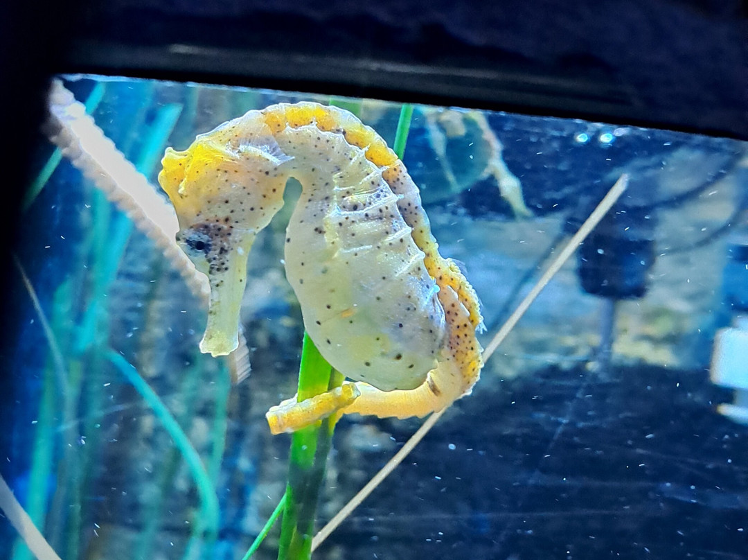 SEA LIFE Hunstanton-Hunstanton必去景点