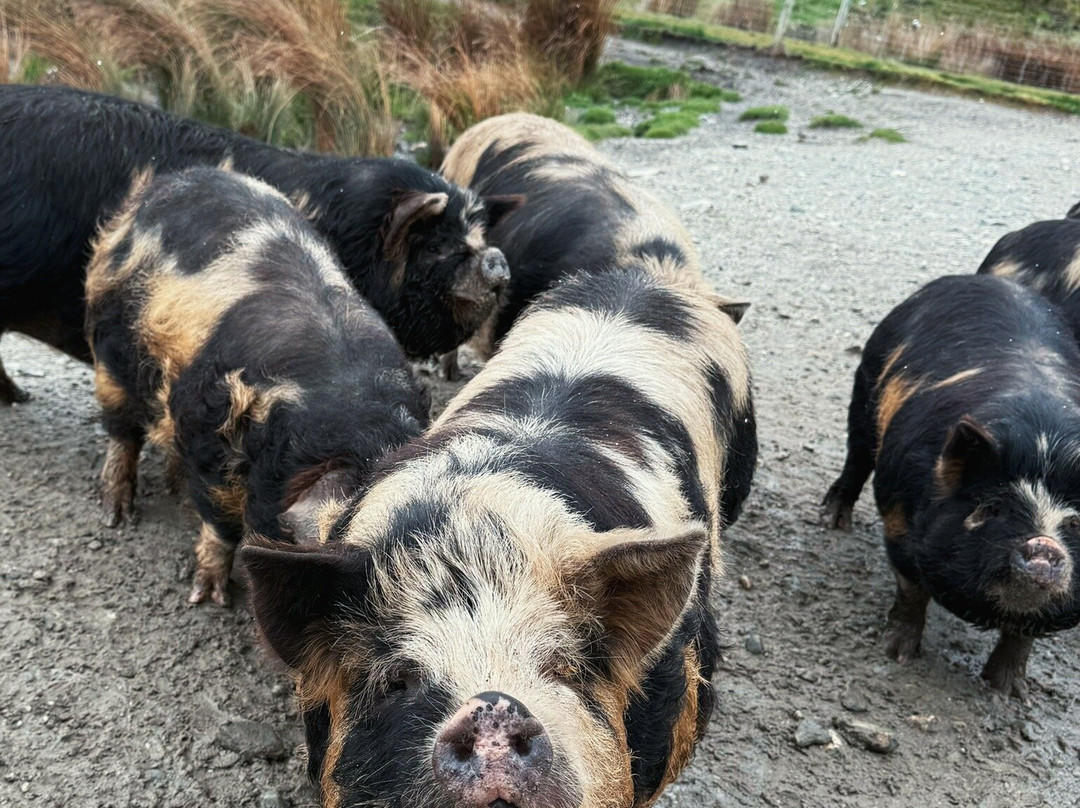 Deer Park Heights-皇后镇必去景点