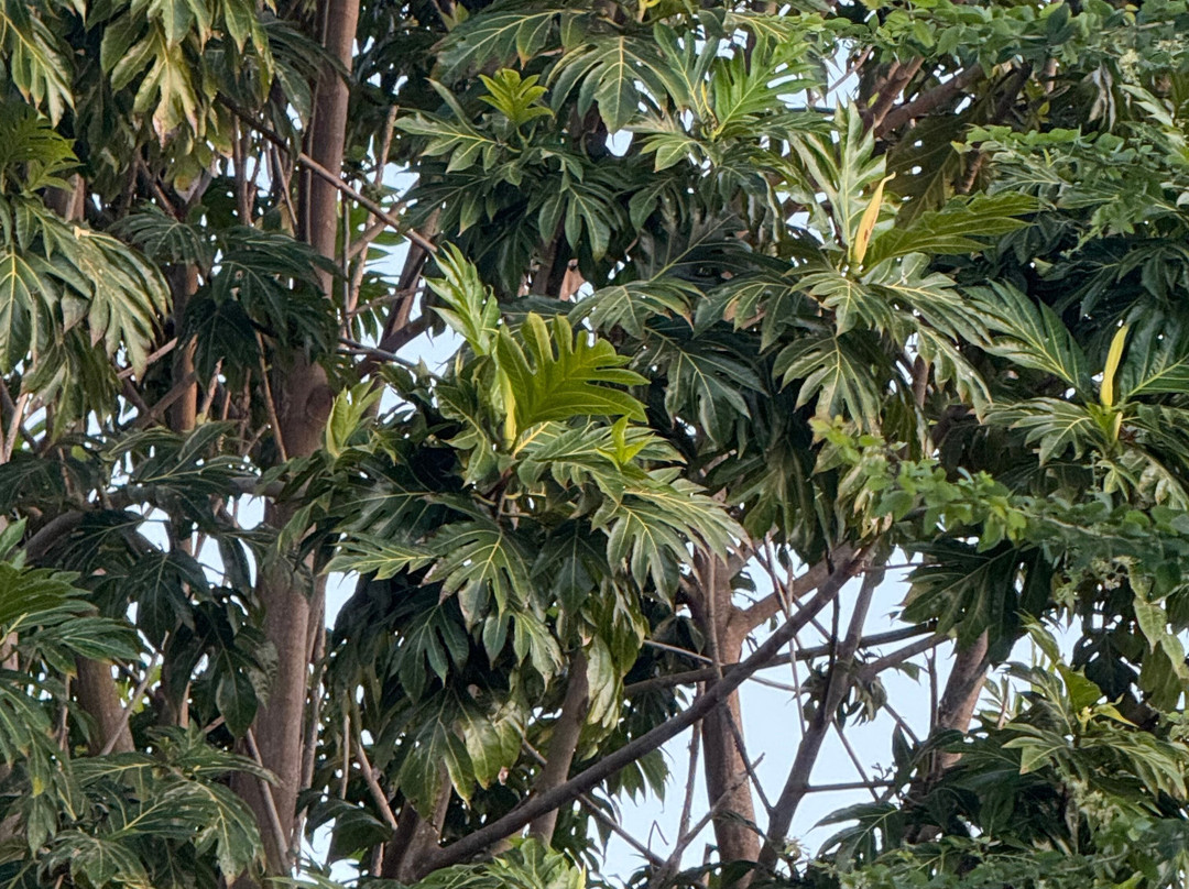 Chalets Bamboo Vert主图